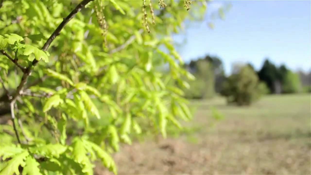 Quercus Robur - El Verdadero Roble