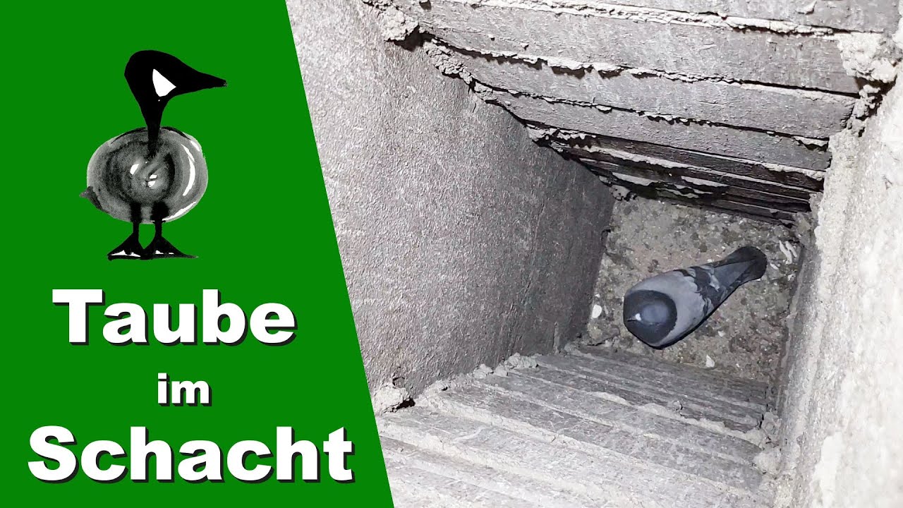 Taube im Luftschacht - Tiernotruf #258