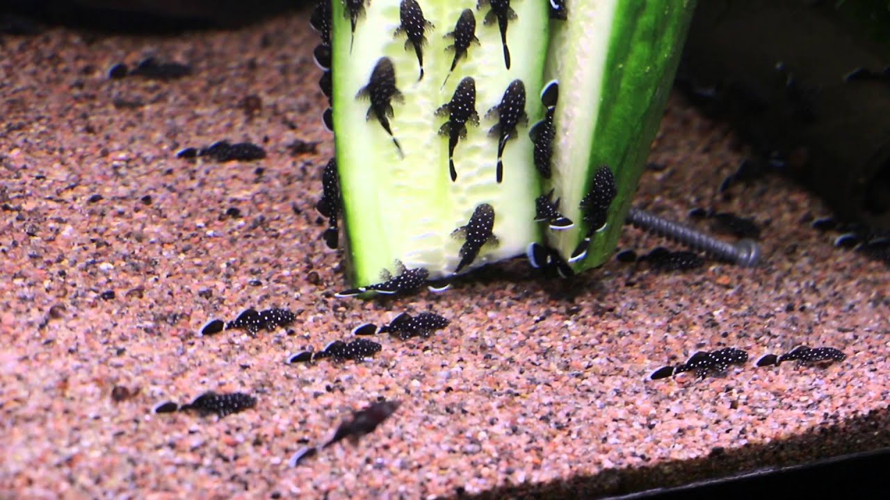 My small Ancistrus L100