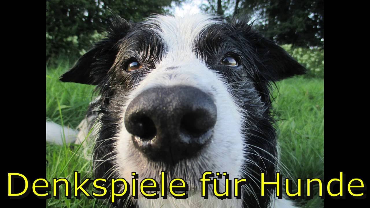 Denkspiele f&uuml;r Hunde
