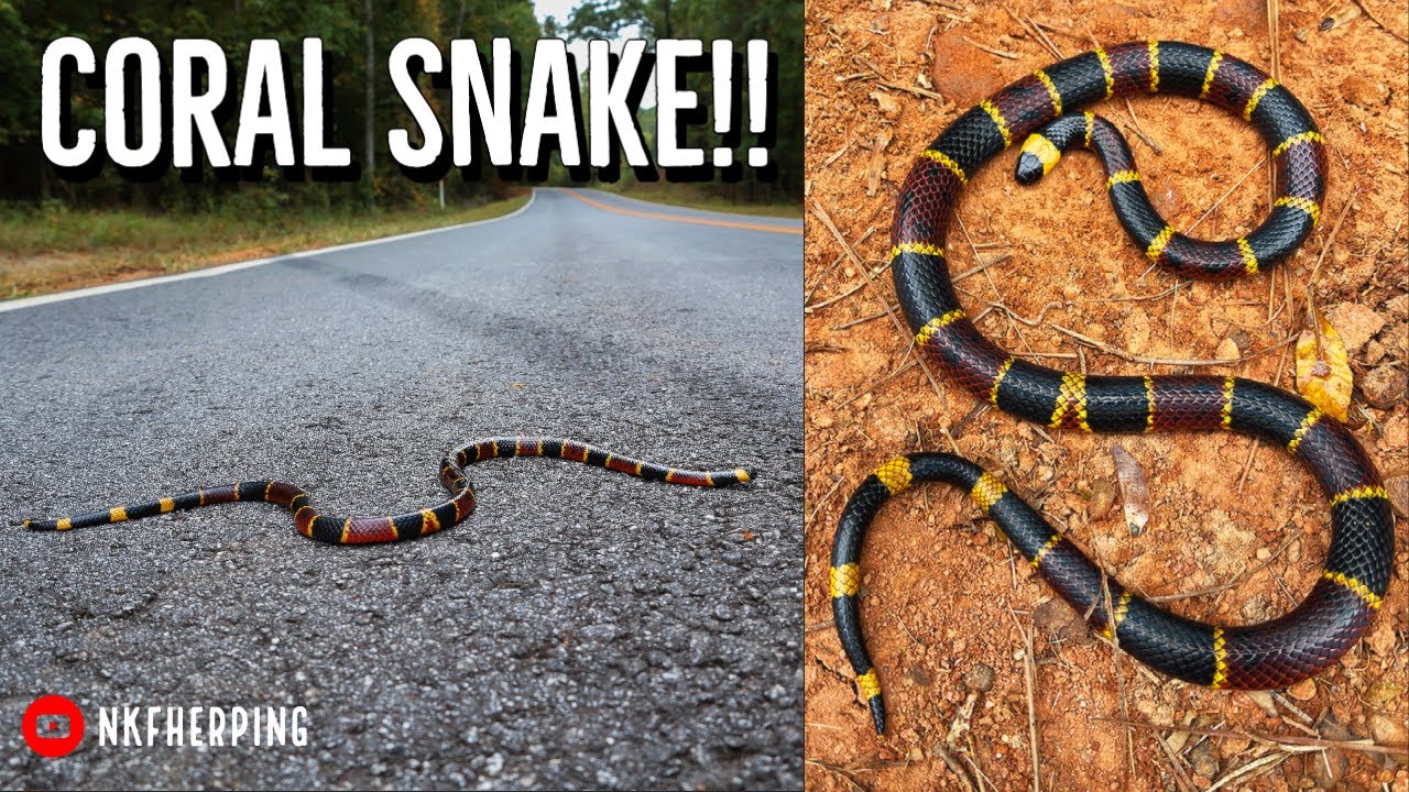 Amazing Eastern Coral Snake! Rainy Day Snake and Salamander Hunting in Georgia
