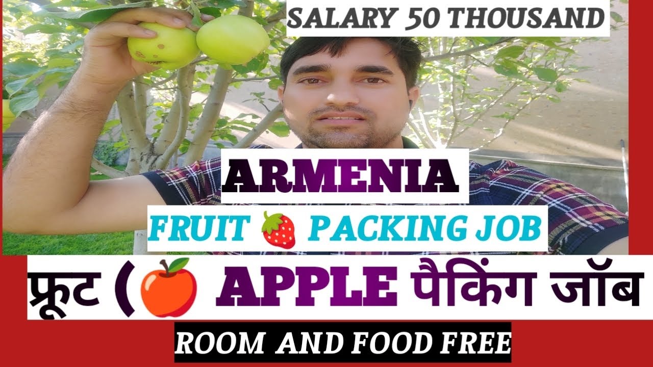 #armenia FRUIT 🍓 PACKING JOB .  फ्रूट पैकिंग जॉब in आर्मेनिया।