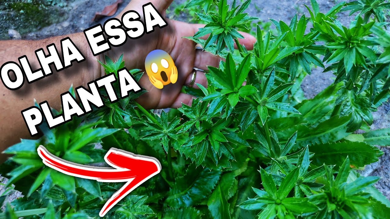 HORTA DO ZERO – Abóbora DISPAROU, Quiabo Vingou e Pimenteiras Floriram!  -  SEMANA 4🌱