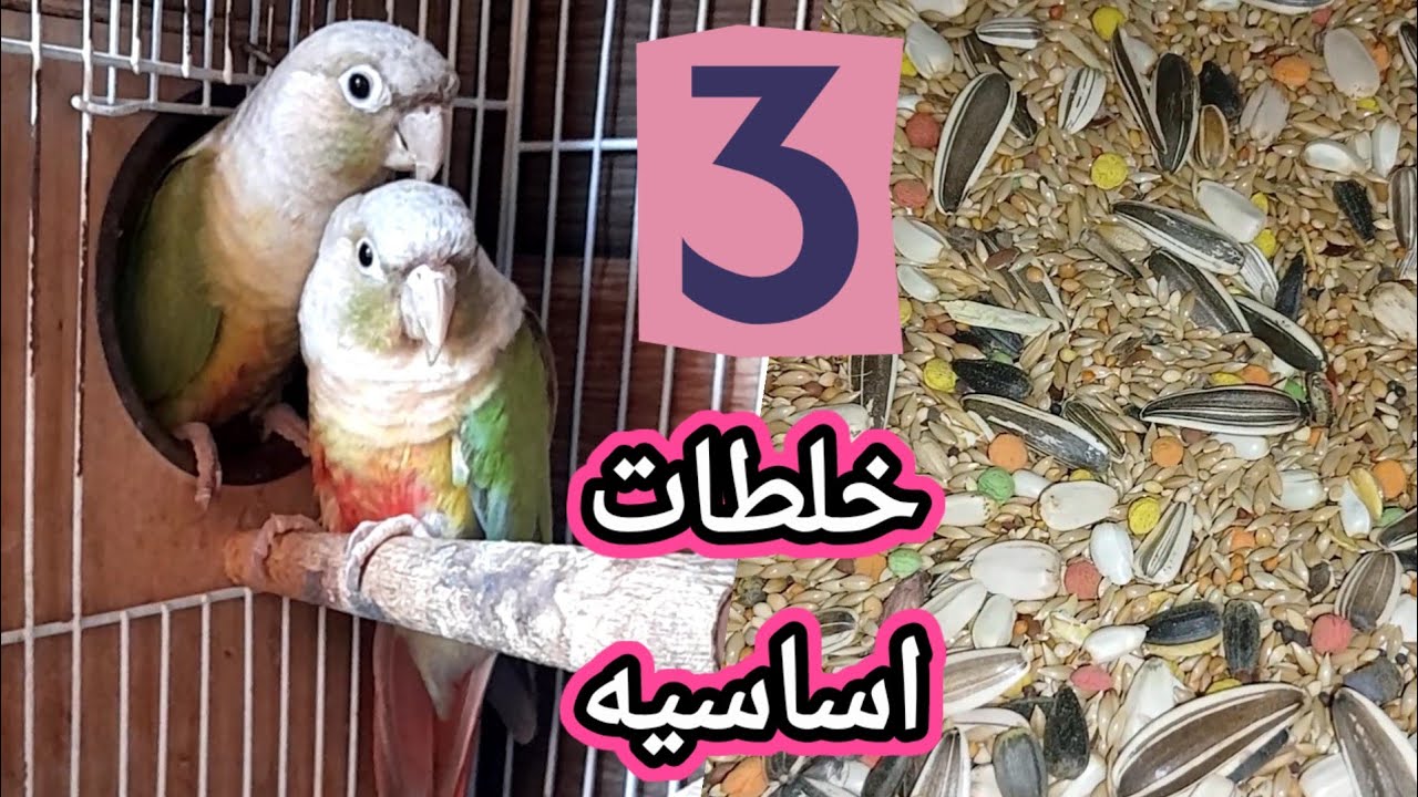 ٣خلطات رئيسيه يعشقها ببغاء جرين شيك كونيور ✨