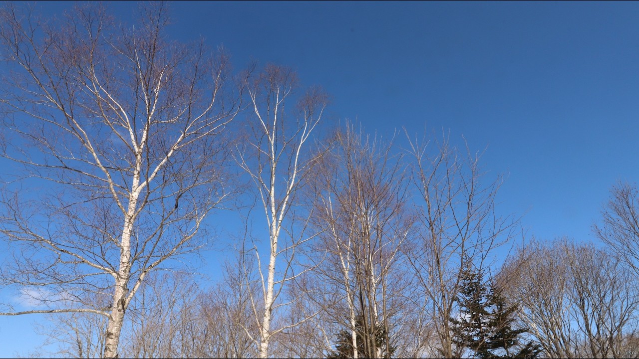 Vivaldi:Sonata in D arranged by Ottorino Respighi(1941).Erica Morini(violin),Max Lanner(piano).