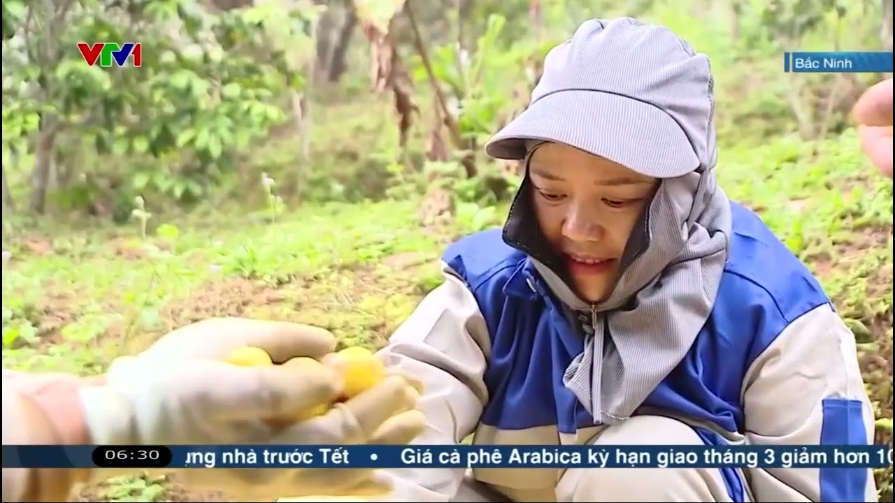 [BẢN FULL] THỨC GIẤC VỚI MÙA VÀNG TÌM HIỂU BÍ QUYẾT NÂNG TẦM DƯỢC LIỆU TRÀ HOA VÀNG BẮC NINH