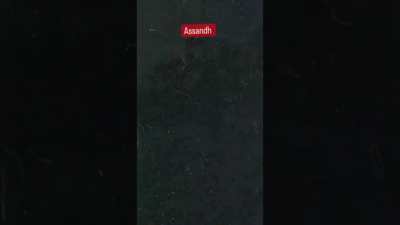 #assandh #minivlog #assandhtour