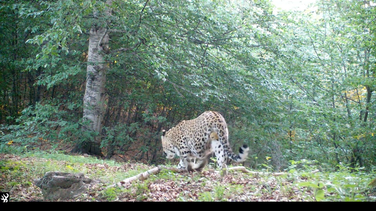 Persian leopard