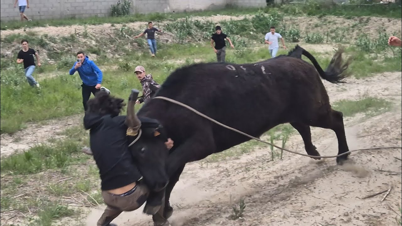 🔴 Un taureaux s'&eacute;chappe ⚠️! ➡️ Rognonas Bandido Parcours ouvert le 2.05.2025  💥😱