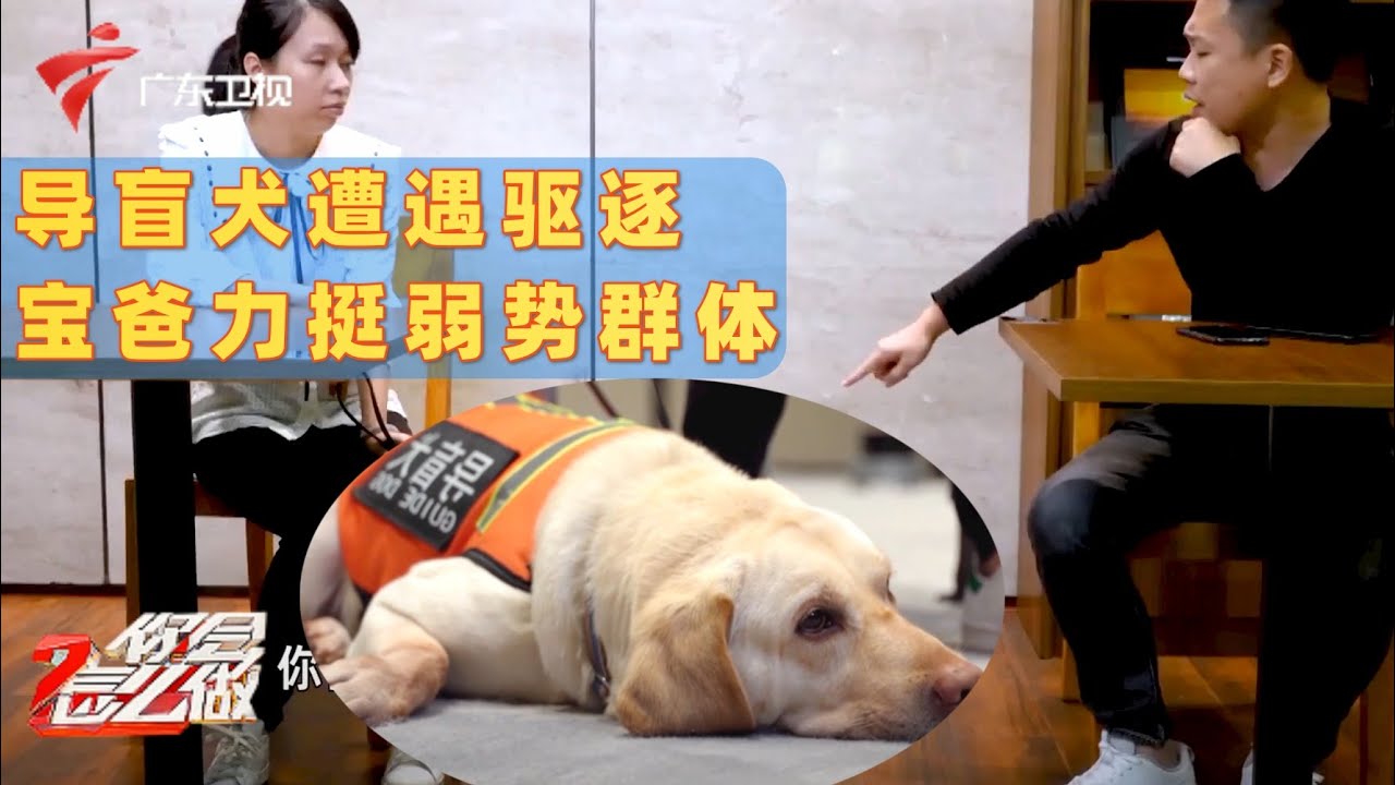 解气!导盲犬被要求离开餐厅,宝爸霸气为视障群体撑腰,群众合力赶走黑衣男【你会怎么做2021】 #粤语