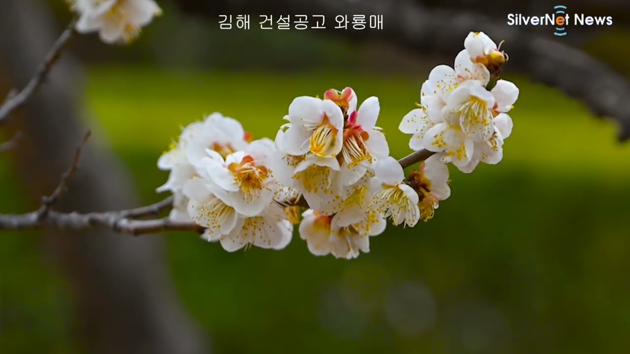 김해 와룡매