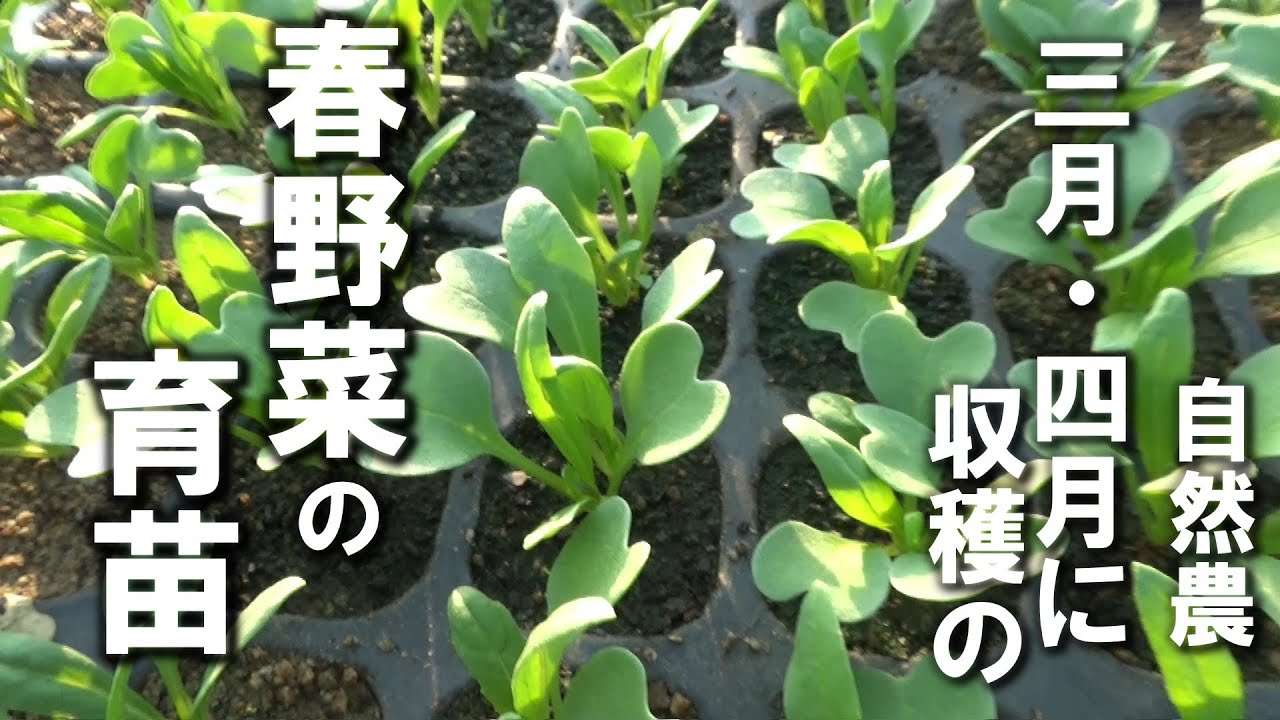 【自然農】「端境期の野菜はどのように育苗しますか？」という質問に答えます2026年1月21日【natural farming】