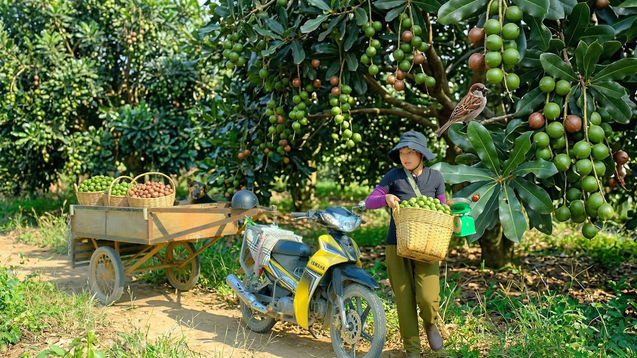 Harvest A Cart Of Macadamia Nuts To Sell And Welcome Newborn Puppies, Cook Fish Porridge