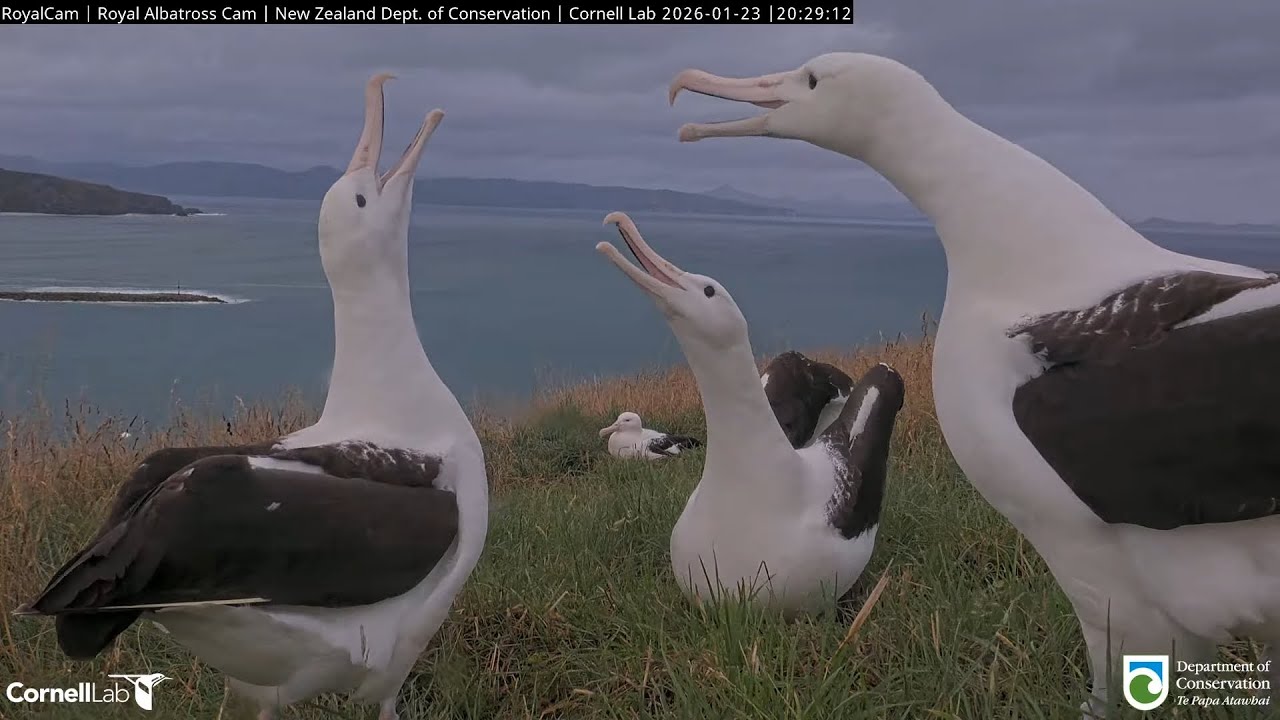 26.01.23 Royal Albatross Cam - 傍晚的大信聚會 An Evening Gathering of Albatrosses