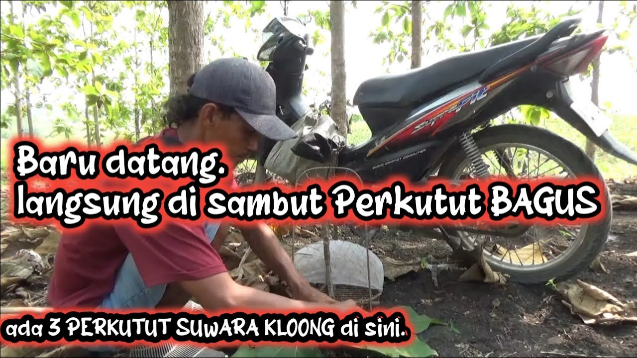 Baru sampai Lokasi Langsung Di sambut PERKUTUT LOKAL GACOR SUWARA BESAR KLOONG