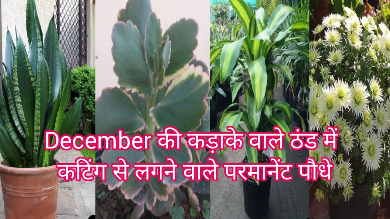 December की कड़ाके वाले ठंड में कटिंग से लगने वाले परमानेंट पौधे 🌱