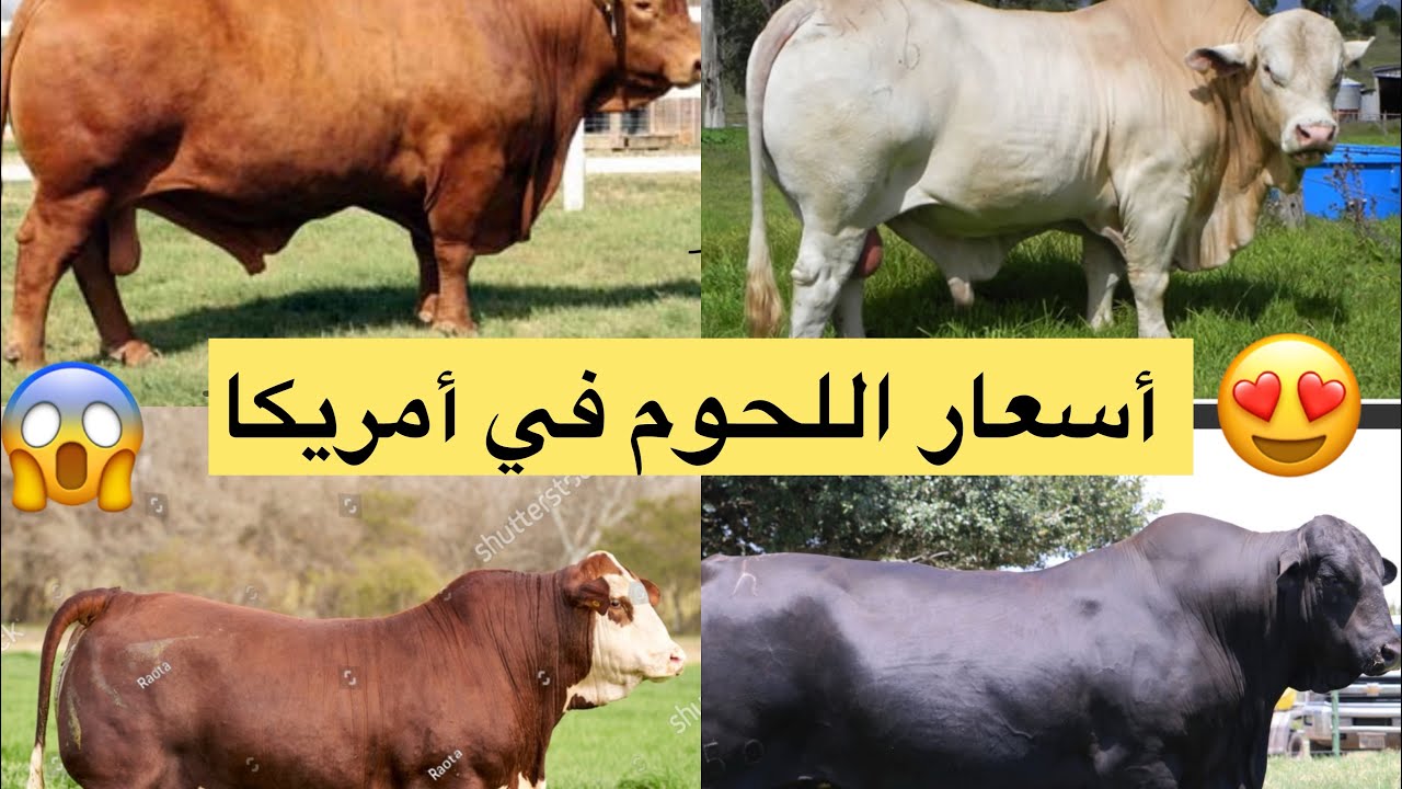 أسعار العجول المعدة للتسمين و الذبح وأسعار اللحوم الحمراء في أمريكا 🇺🇸🇺🇸