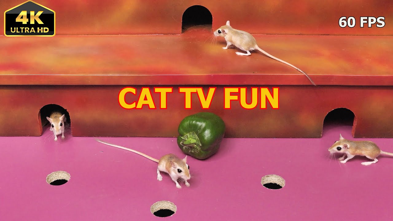 Cat TV Mouse Maze | Cats Watch Mice Run & Hide on Screen | 4K Cat Entertainment Videos for Cats
