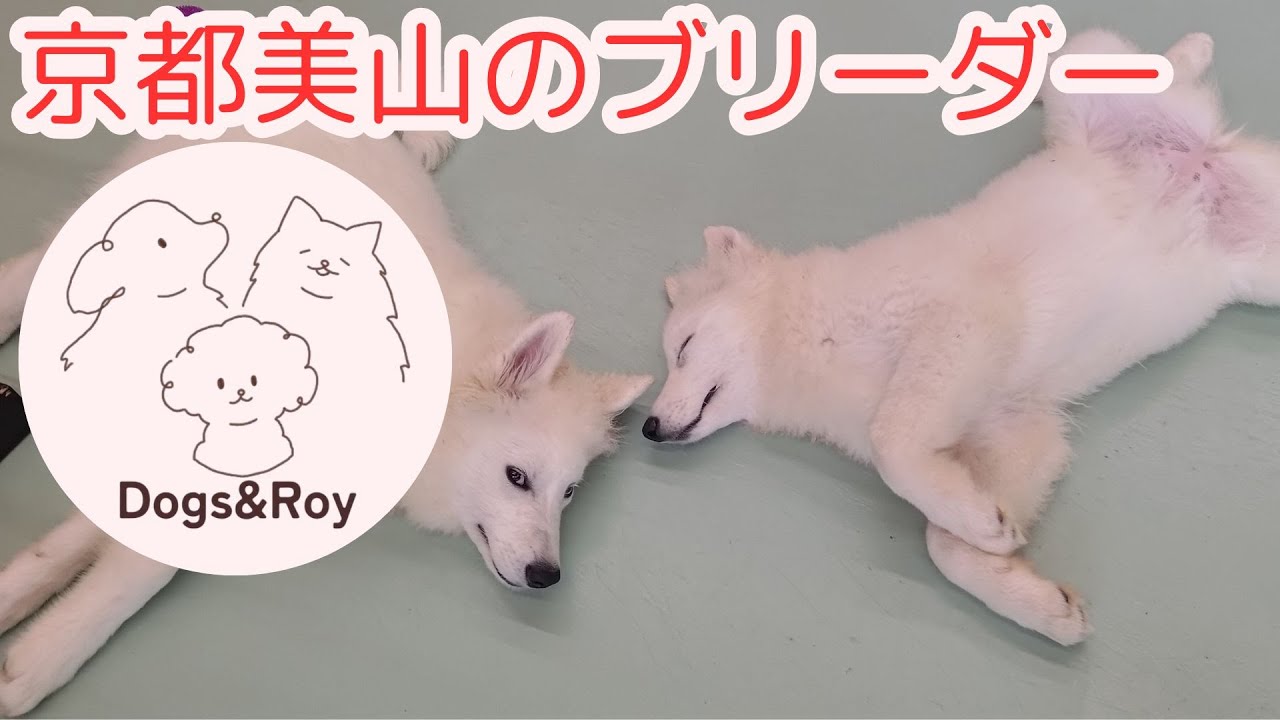 【ブリーダー】 犬舎での日常を配信中！！ #サモエド #ゴールデンレトリーバー  #トイプードル