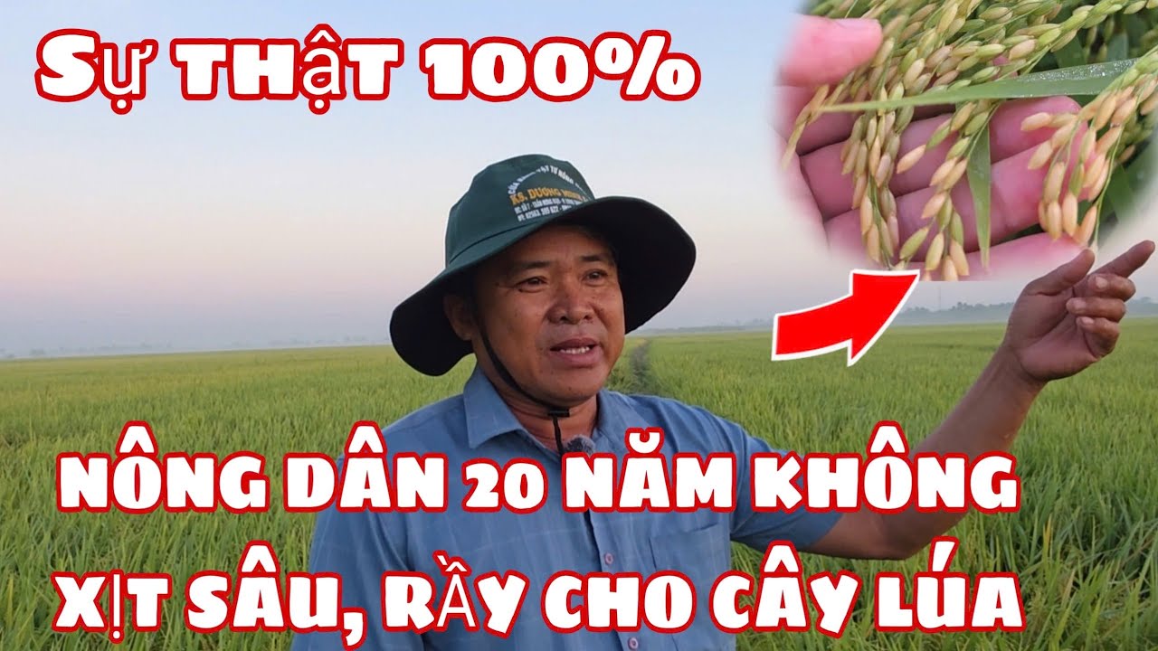Sự THẬT 100% NÔNG DÂN 20 NĂM KHÔNG XỊT THUỐC SÂU, RẦY NÂU CHO CÂY LÚA? VẬY THÌ CÓ THU HOẠCH ĐƯỢC ?