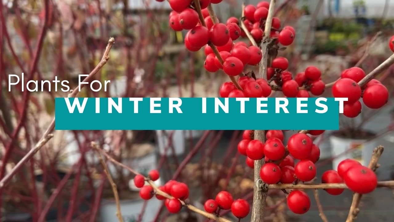 Plants for Winter Interest ❄️