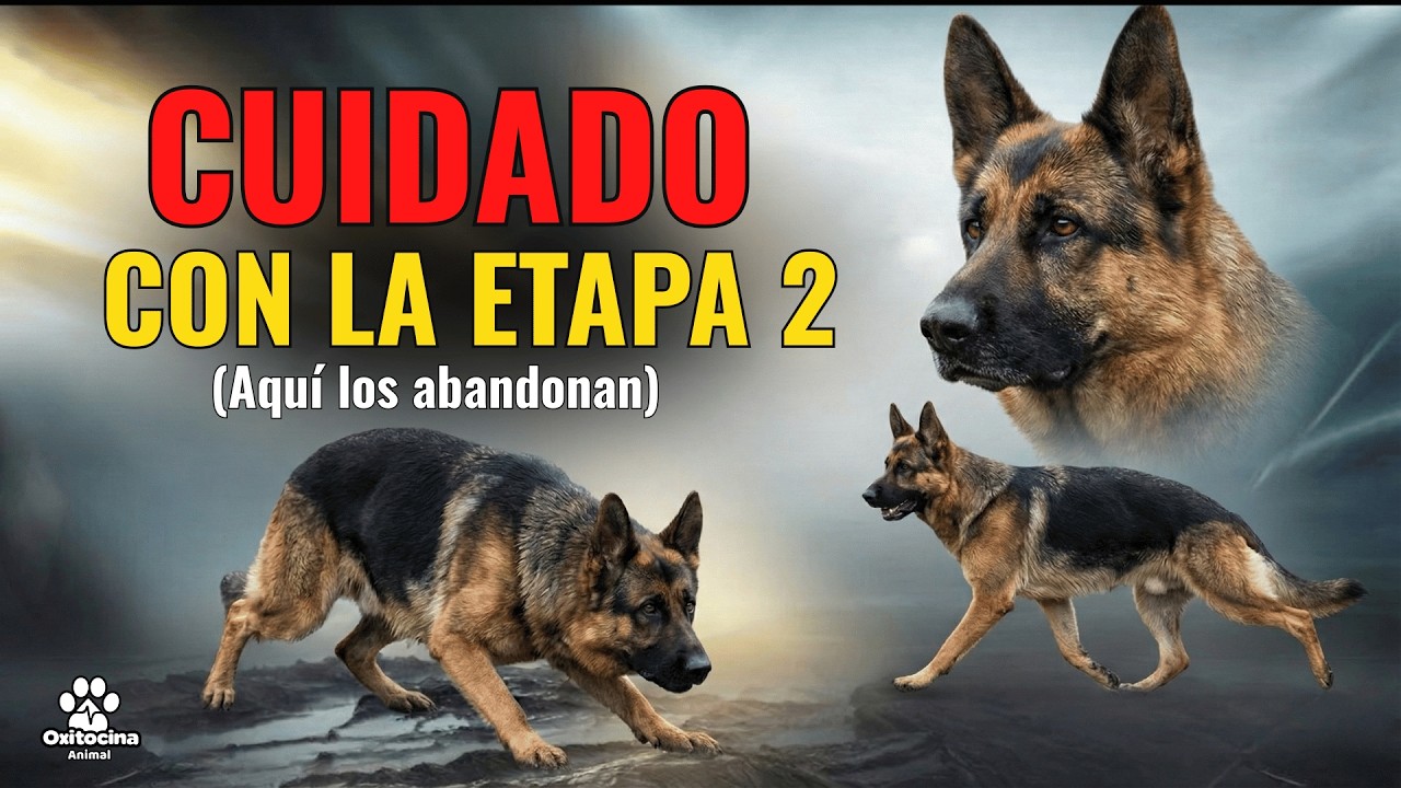 ¿Quieres un Pastor Alemán? Mira esto ANTES de tenerlo (Etapas y Cuidados)