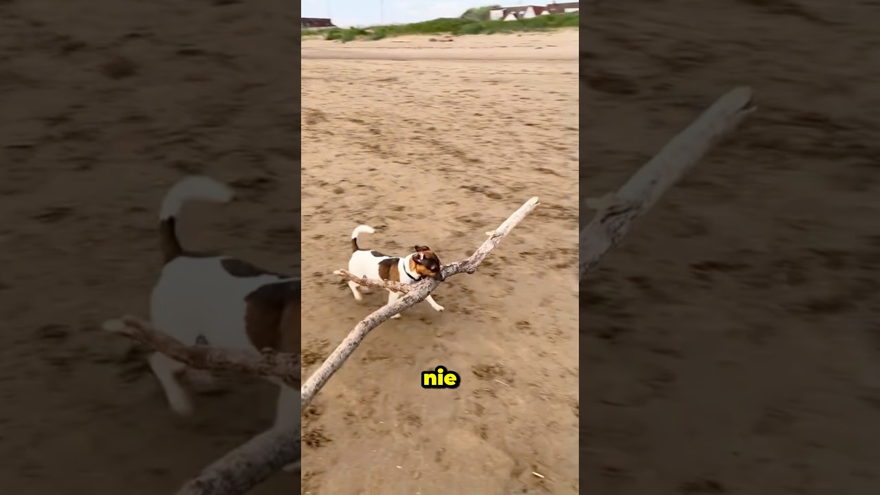 Jack Russel Terrier To Same Problemy😂🦮