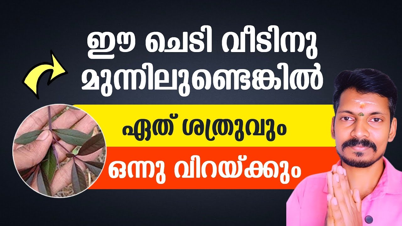 ഈ ചെടി വളരുന്ന വീടുകളിൽ ശത്രുക്കൾ കയറാൻ ഭയക്കും. കൊടിയ കണ്ണേറും കരിനാക്കും പ്രതിരോധിക്കുന്ന ചെടി.