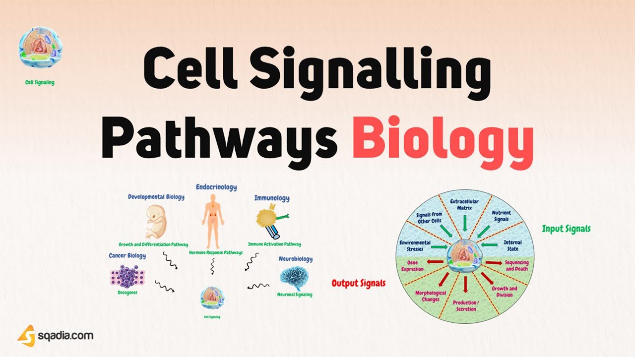 Cell Signalling Pathways Biology | Introduction