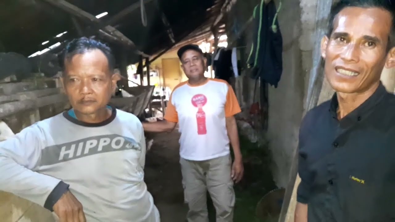 CARA MENGATASI BIBIT BAJIR // NYOROG KANDANG BST SUBANG