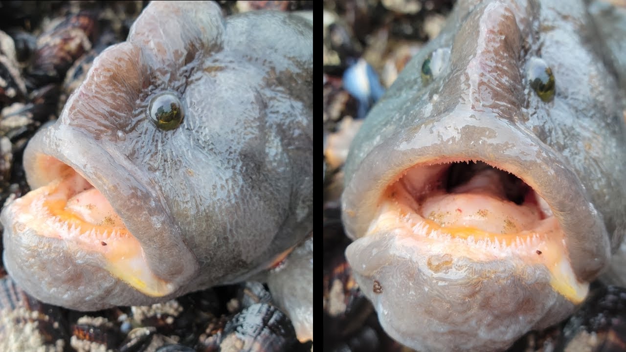 Facts: The Monkeyface Prickleback (Monkeyface Eel)