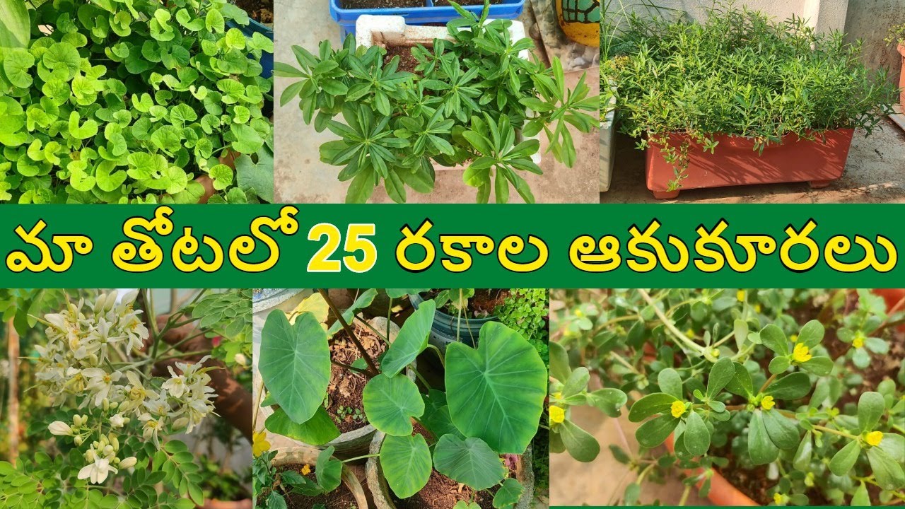ఆకుకూరలు 🥬🌿🍀-రకాలు-వాటి పేర్లు / Leafy Vegetables in Telugu/Green Leafy Vegetables | Terrace Garden