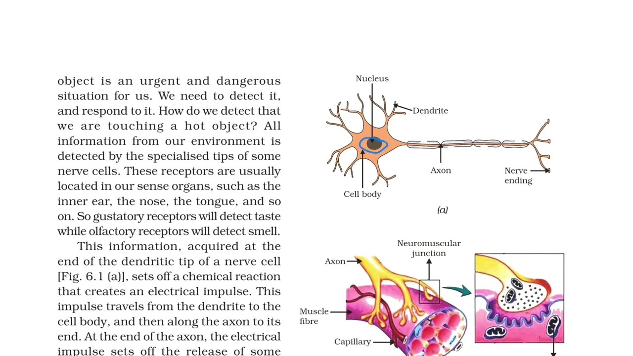 Control and Coordination | Class 10 | Line by Line NCERT Biology | Board Exam