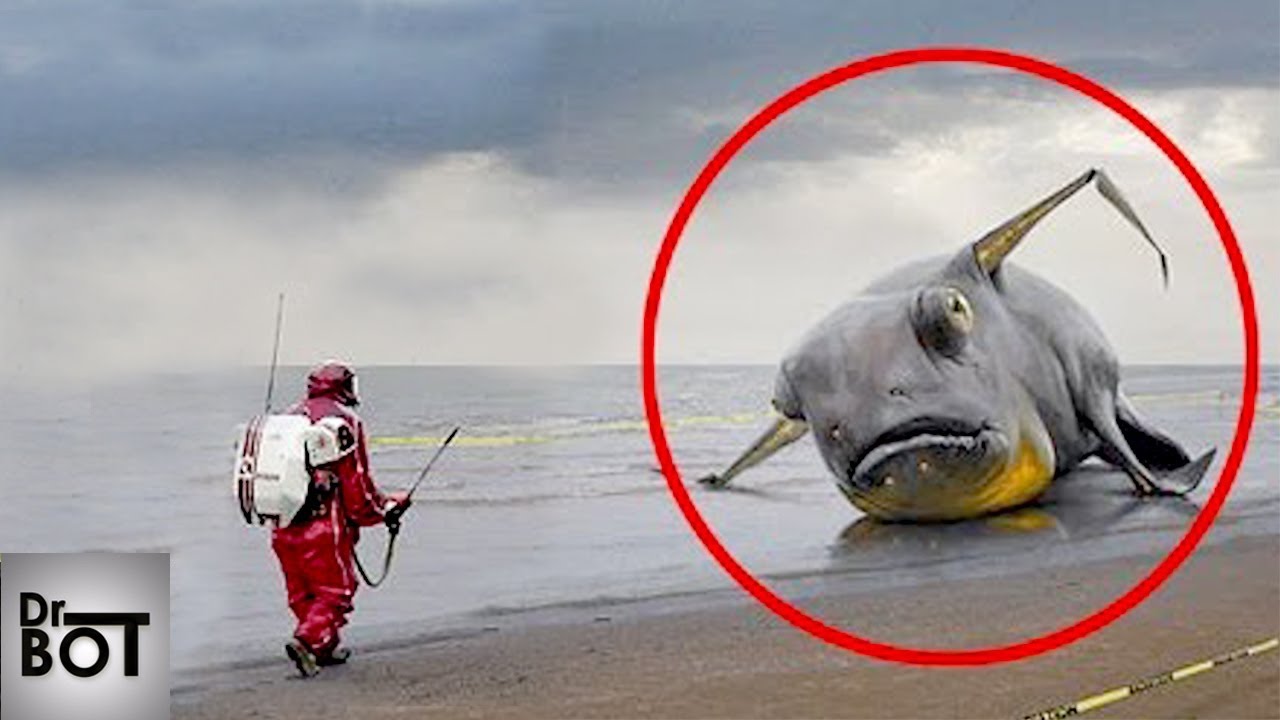 DES CR&Eacute;ATURES MYST&Eacute;RIEUSES D&Eacute;COUVERTES APRES LE TSUNAMI | Dr Bot