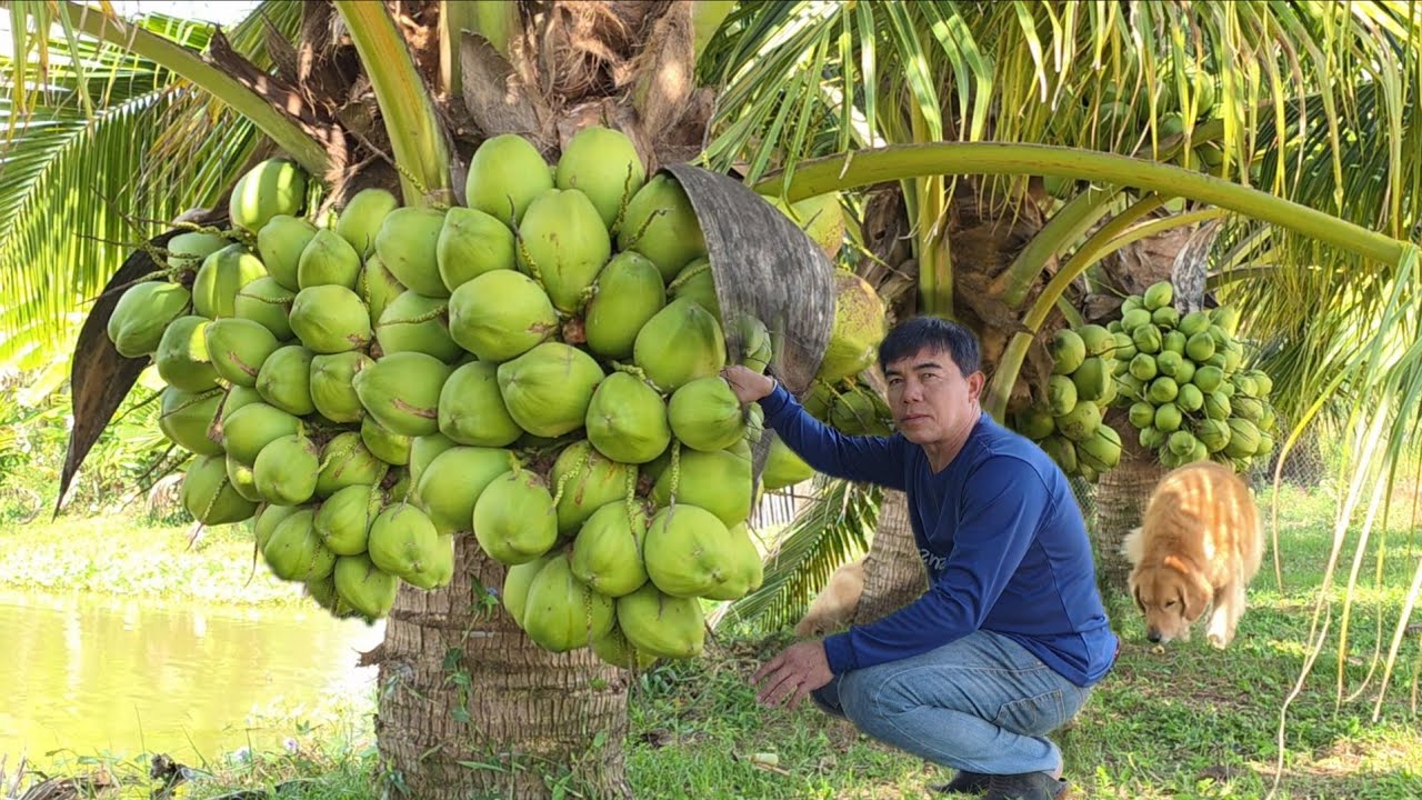 เทคนิคมะพร้าวดกไม่จกตา!! เทคนิคธรรมดาที่ทำง่ายได้ผลดี วิธีง่ายๆทำตามได้เลย