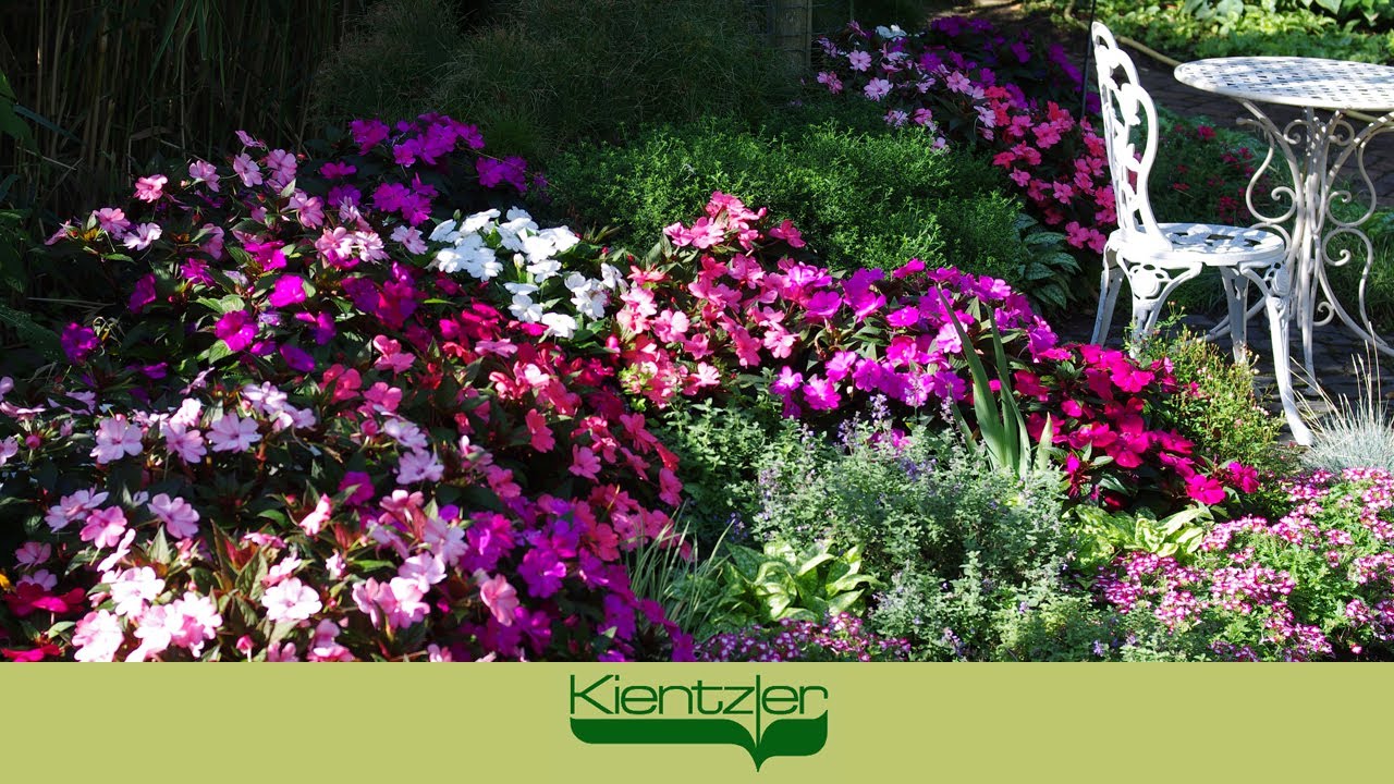 Einen Blumen-Garten pflanzen mit den pflegeleichten Sonnen-Lieschen SUNPATIENS