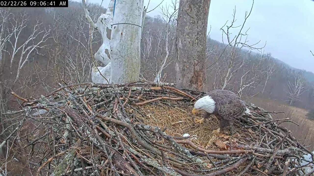NCTC Eagle Nest: Bella laid her third egg 🎉🎉-- 2026 02 22