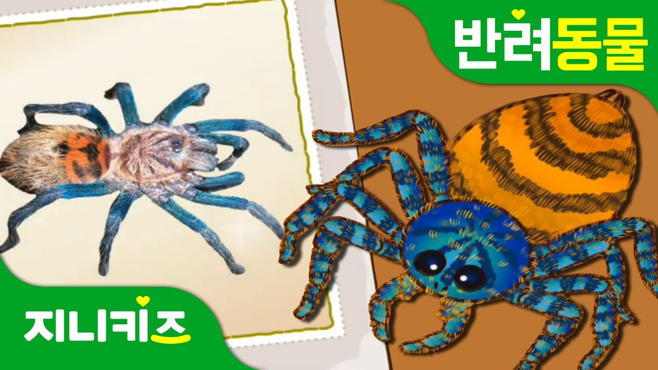 왕거미 타란툴라 키우는 방법!! | 타란툴라의 특징과 습성 | 반려동물 | 동물박사★지니키즈