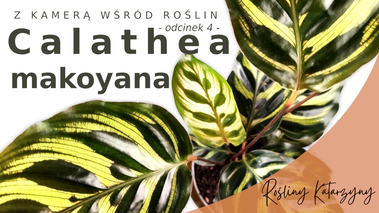 Calathea makoyana (Kalatea Makoya) - 🪴 ZKWR 4