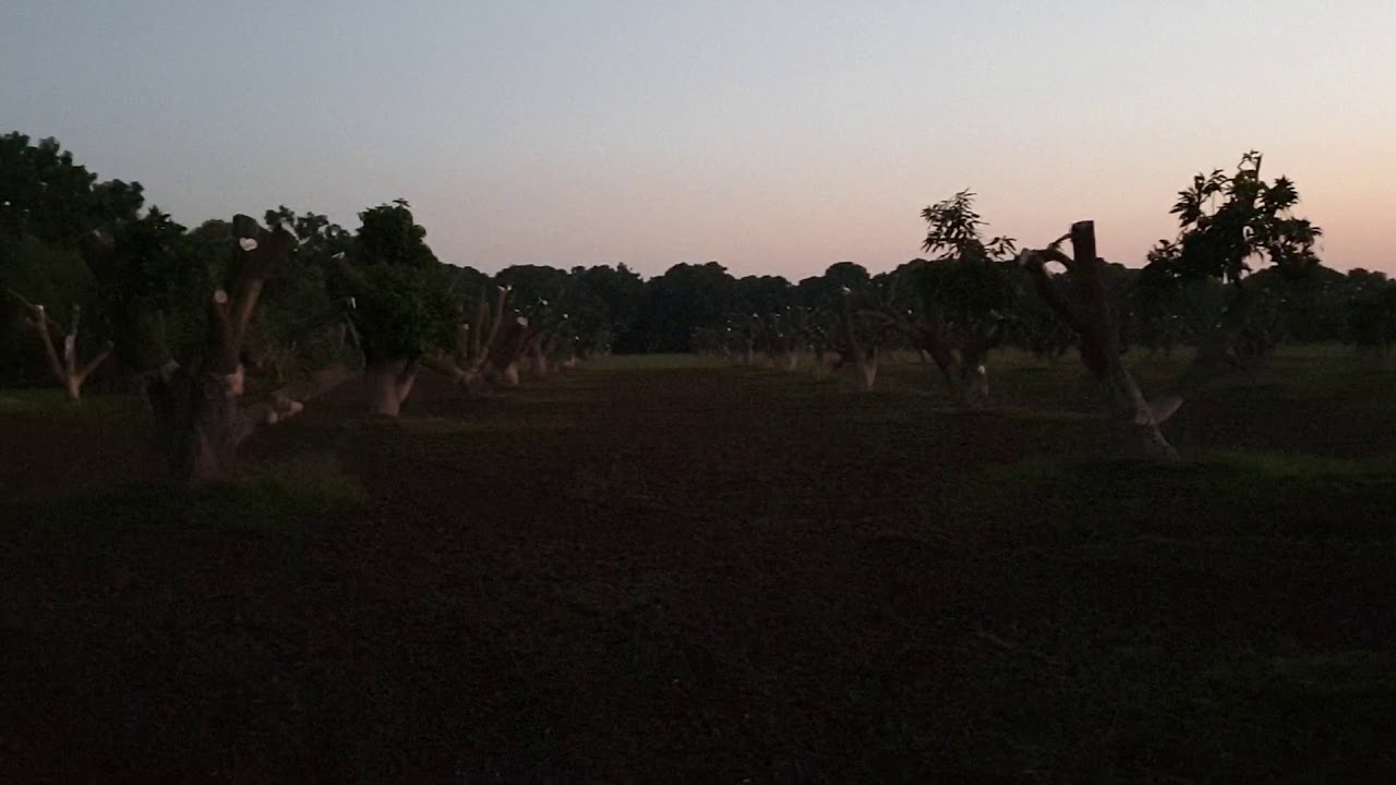 Converting big Dosehri mango tree into White late Chaunsa