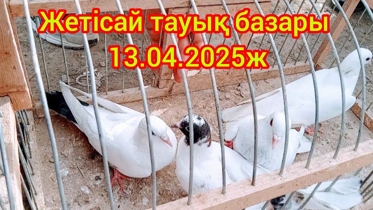 Жетісай тауық базары13.04.2025ж.