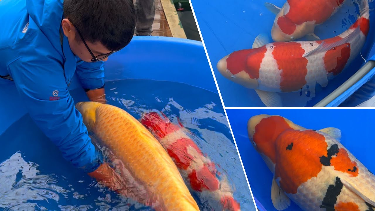 IMPORTANT TIPS to SELECT KOI FISH for YOUR KOI POND