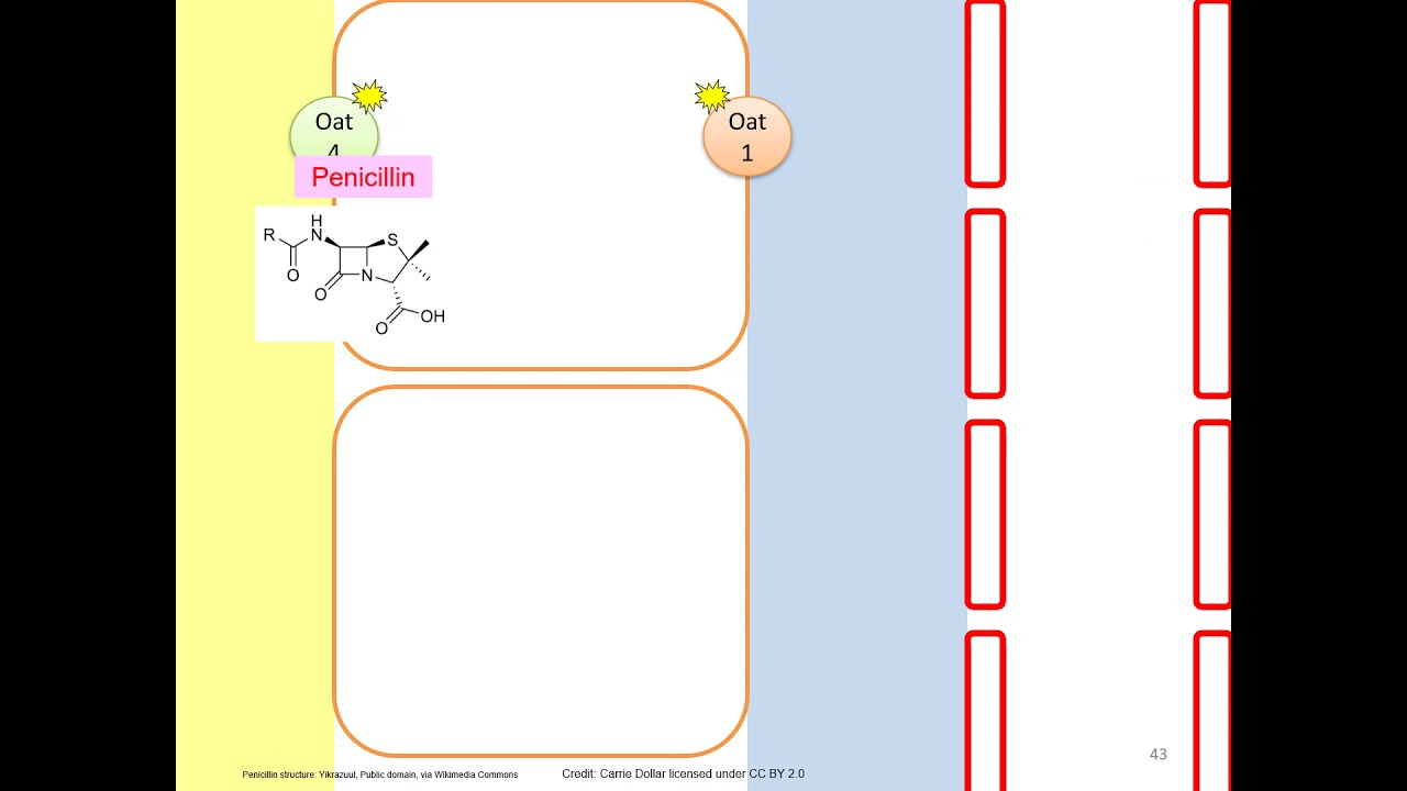 BIO 272 Urinary system urine formation part 2