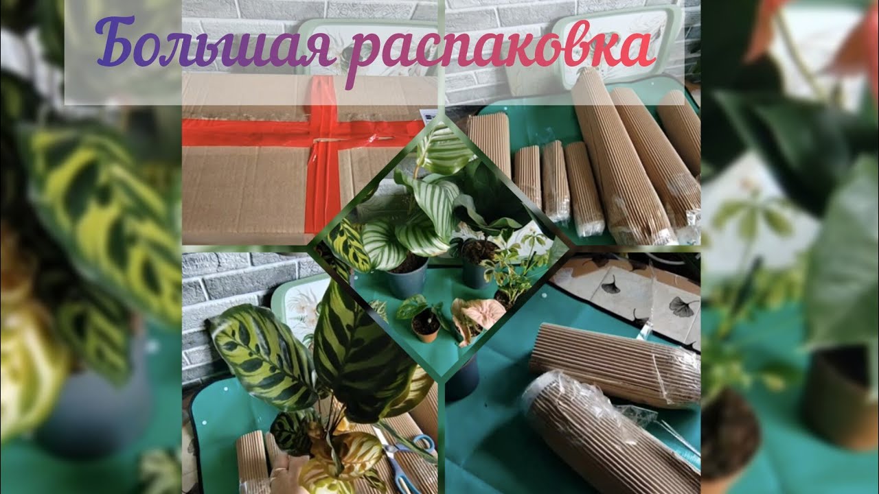 #Большая распаковка#новые растения#