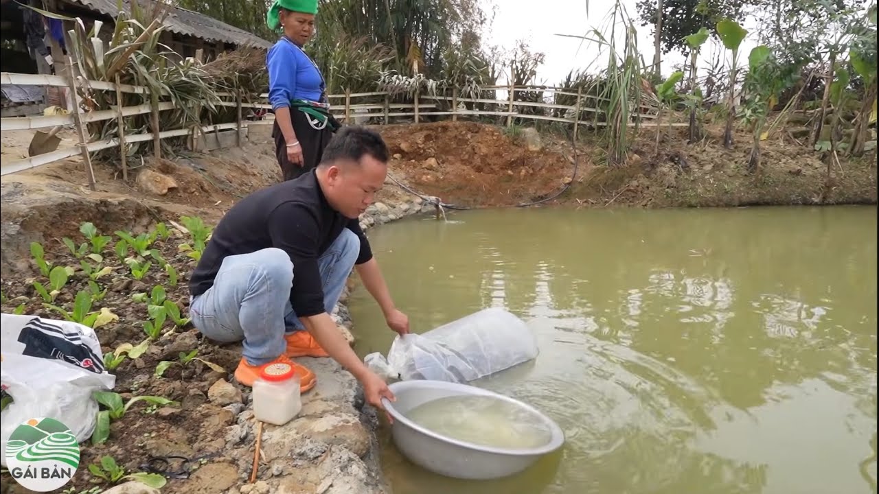 Vợ chồng A Tú đi mua cá giống tặng chị Ứt người gỗ