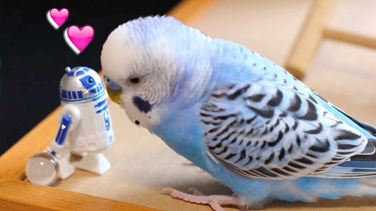 R2-D2大好きインコ マスターピピ（生後６ヶ月）Budgie Loves StarWars R2-D2 [#027]