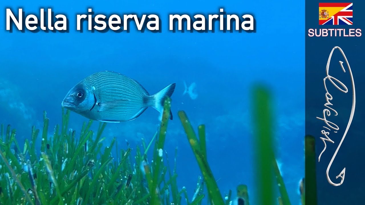 Купание в морском заповеднике Вилласимиуса.