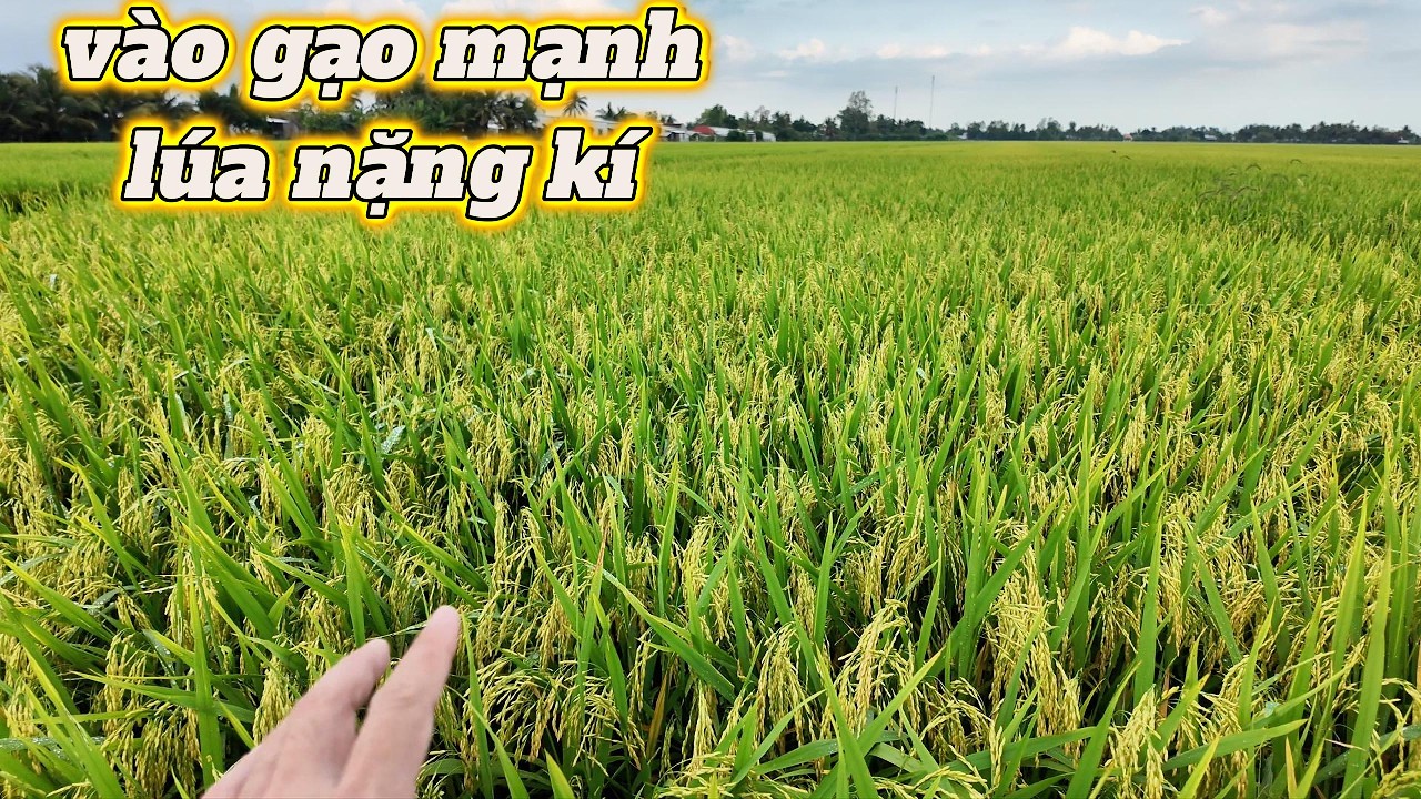 lúa OM18 giai đoạn cong trái me phun thuốc vào gạo mạnh LÚA NẶNG KÍ l Thanhdotv