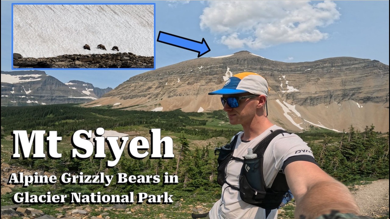 Mount Siyeh: Grizzly Bear Central \\ Glacier National Park