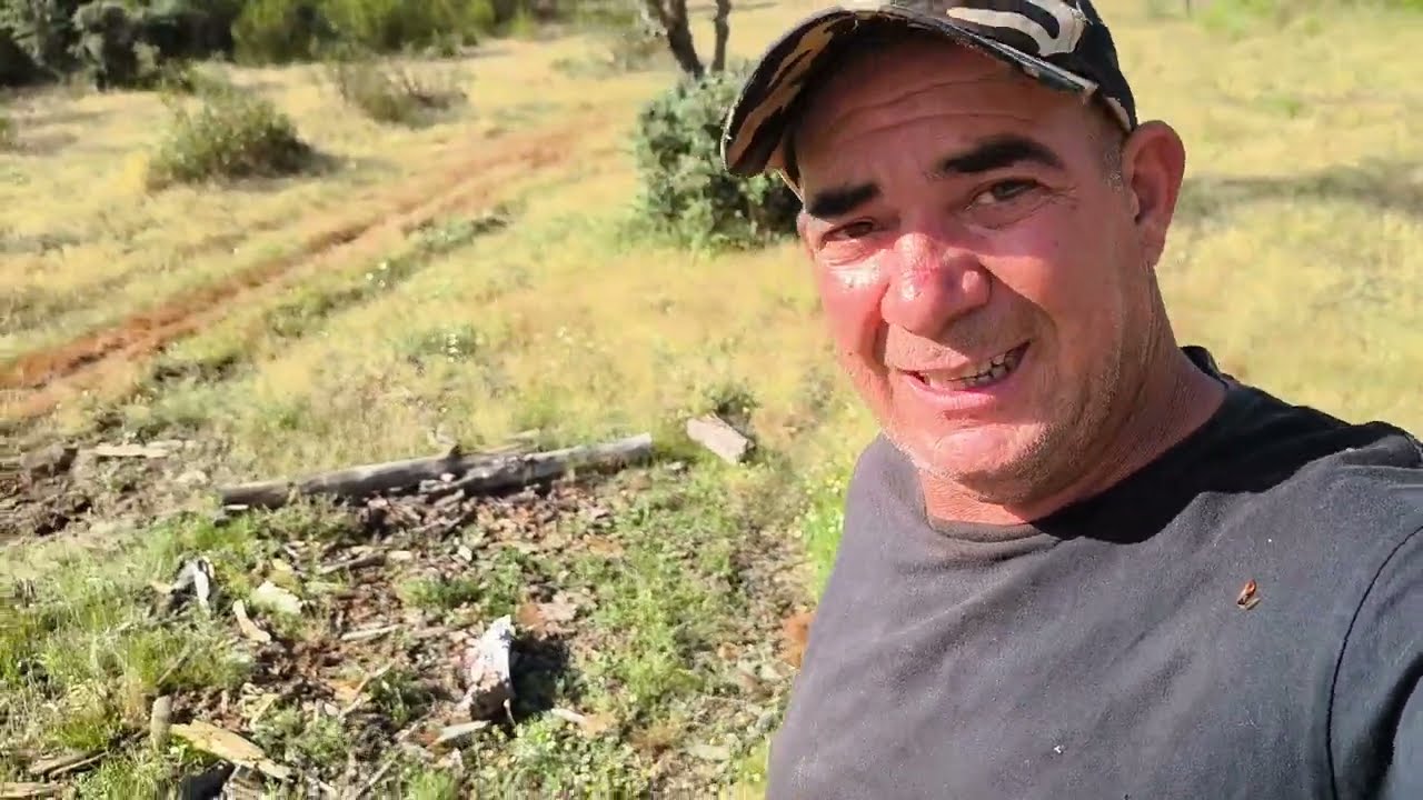 Los lobos atacan ovejas, os cuento